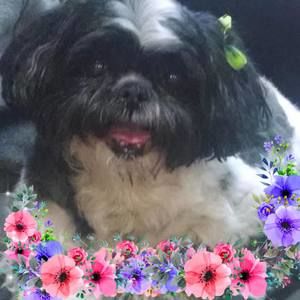 Meet your Posher, Millicent